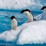 Pingüinos en la Antártida contraen gripe aviar por primera vez en la historia Pingüinos en la Antártida se enferman de gripe aviar