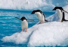 Pingüinos en la Antártida se enferman de gripe aviar