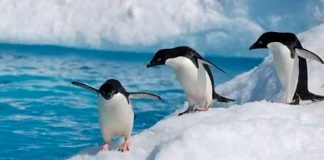 Pingüinos en la Antártida se enferman de gripe aviar