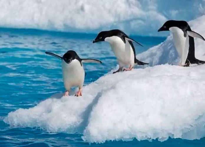 Pingüinos en la Antártida se enferman de gripe aviar