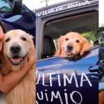 ¡Algo mágico! Perrito vence el cáncer y sus dueños lo celebran en grande Perrito vence el cáncer y sus dueños celebran con un 'bocinazo'