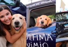 ¡Algo mágico! Perrito vence el cáncer y sus dueños lo celebran en grande Perrito vence el cáncer y sus dueños celebran con un 'bocinazo'