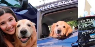 Perrito vence el cáncer y sus dueños celebran con un 'bocinazo'