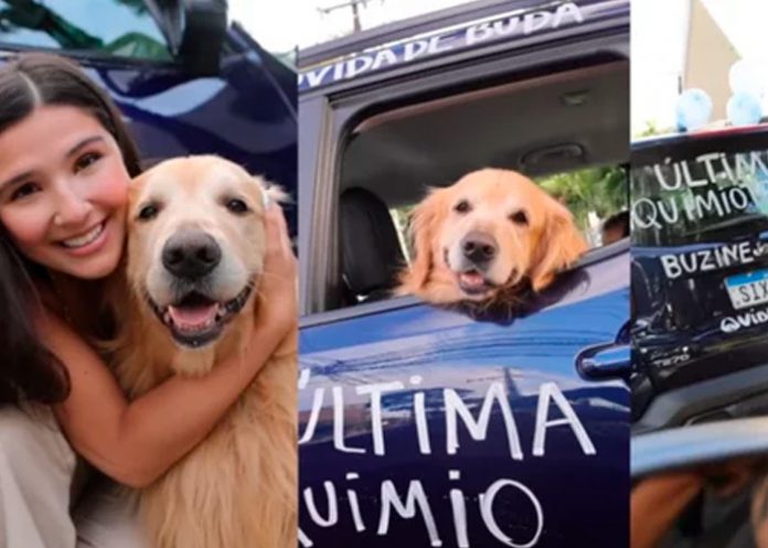 quimio Perrito vence el cáncer y sus dueños celebran con un 'bocinazo'