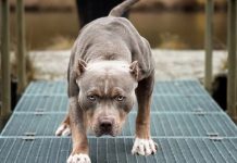 Terror en Italia: Bebé de 15 meses muere tras ser atacado por dos perros pitbulls Destrozado por dos perros de raza pitbull en Italia