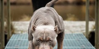 Destrozado por dos perros de raza pitbull en Italia