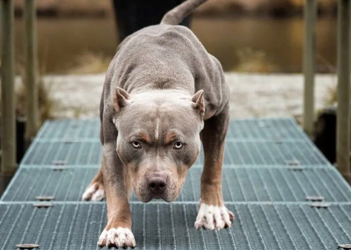 Destrozado por dos perros de raza pitbull en Italia