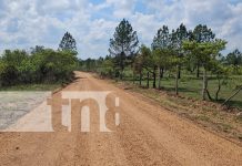 Caminos productivos benefician a más de 2 mil personas de comunidades indígenas Foto: Caminos productivos benefician a más de 2 mil personas de 7 comunidades indígenas/TN8