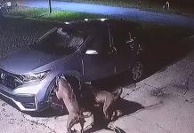 Perros pitbulls destruyen carro en Florida mientras perseguían a una gata Dos perros pitbull destruyeron un auto en Florida