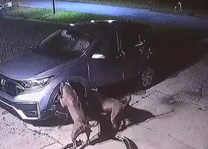 Dos perros pitbull destruyeron un auto en Florida