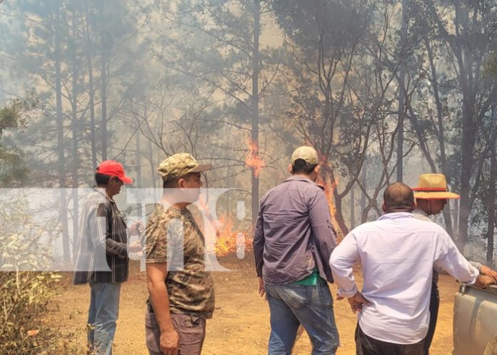 1 Foto: Brigadas logran controlar incendio forestal en zona fronteriza de Somoto en Madriz/TN8