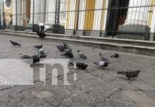 Familias de diferentes puntos del país disfrutan de las tardes en Granada Foto: Familias de diferentes puntos del país disfrutan de las tardes en Granada/TN8