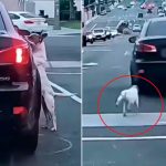 Algo cruel: Perrito abandonado corre angustiado tras su dueño en la carretera Perrito abandonado persigue a su dueño en plena carretera