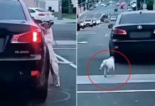 Algo cruel: Perrito abandonado corre angustiado tras su dueño en la carretera Perrito abandonado persigue a su dueño en plena carretera