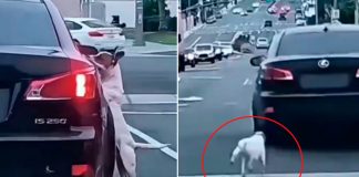 Perrito abandonado persigue a su dueño en plena carretera