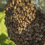 ¿Cómo llegaron las abejas africanizadas que están matando en Centroamérica?