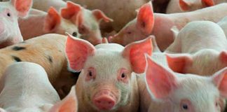 Incrementa producción de carne porcina en Nicaragua