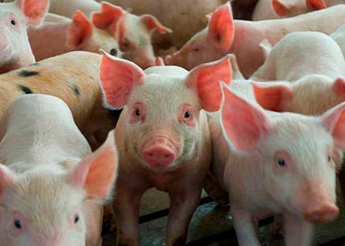Incrementa producción de carne porcina en Nicaragua
