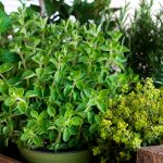 Foto: La Moringa ideal para tu salud /cortesía