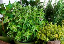 Moringa la planta que combate el azúcar y reduce el colesterol Foto: La Moringa ideal para tu salud /cortesía