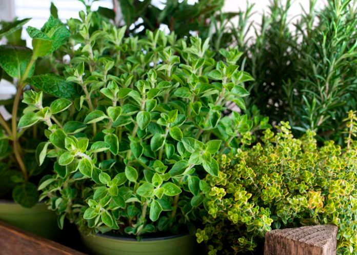 1 Foto: La Moringa ideal para tu salud /cortesía