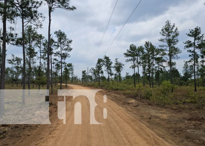 1 Foto: Alcaldía de Puerto Cabezas garantiza mejores carreteras a pequeños productores indígenas/TN8