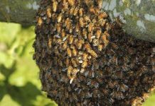 ¿Cómo llegaron las abejas africanizadas que están matando en Centroamérica? ¿Cómo llegaron las abejas africanizadas que están matando en Centroamérica?