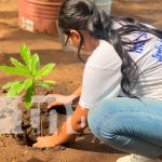 Juventud Sandinista y estudiantes unen esfuerzos por la reforestación Foto: Reforestación en la capital /TN8