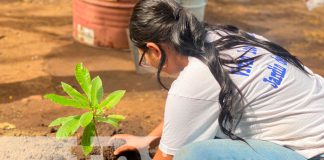 Foto: Reforestación en la capital /TN8