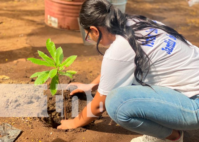 1 Foto: Reforestación en la capital /TN8