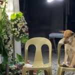 Perrito se hace viral por asistir al funeral de su dueña, esta es su reacción Perrito se hace viral por asistir al funeral de su dueña, esta es su reacción