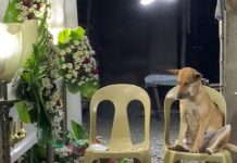 Perrito se hace viral por asistir al funeral de su dueña, esta es su reacción
