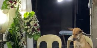 Perrito se hace viral por asistir al funeral de su dueña, esta es su reacción