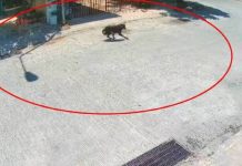 ¡Enfurecidos! Hombre amputa con machete la patita de un perro (Video) ¡Enfurecidos! Hombre amputa con machete la patita de un perro (Video)