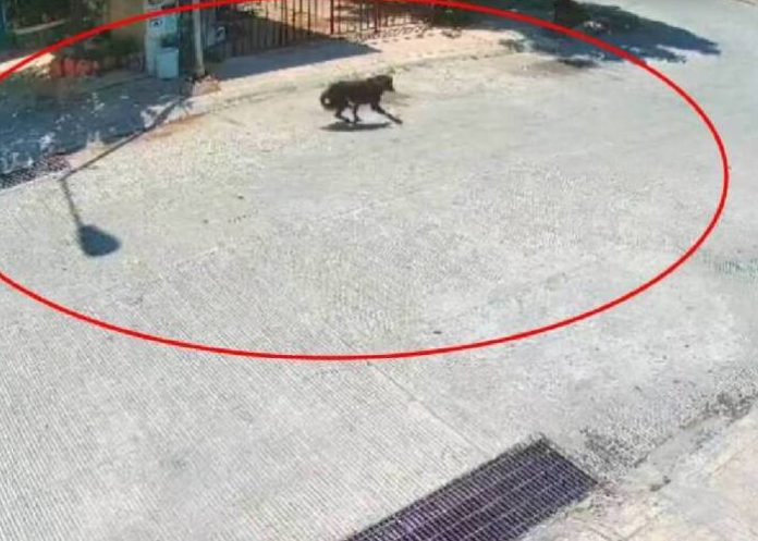 1 ¡Enfurecidos! Hombre amputa con machete la patita de un perro (Video)