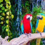 Descubrió infidelidad por curiosa frase de sus loros