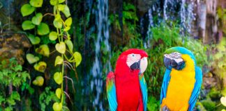 Descubrió infidelidad por curiosa frase de sus loros