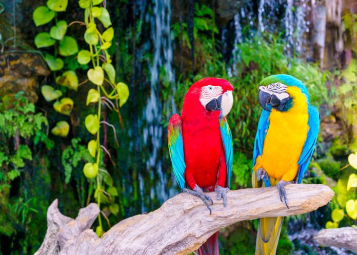 1 Descubrió infidelidad por curiosa frase de sus loros