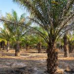 Crece la producción de palma aceitera en Nicaragua