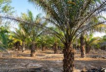 Crece la producción de palma aceitera en Nicaragua