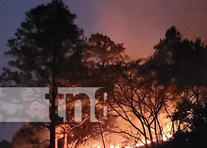 Foto: Un crimen atroz contra la naturaleza y la vida llena de dolor al pueblo de Dipilto/TN8