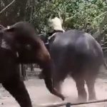 Trágico: Adolescente muere aplastado por elefante en Bangladesh (Video) Trágico: Adolescente muere aplastado por elefante en Bangladesh (Video)