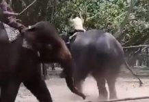 Trágico: Adolescente muere aplastado por elefante en Bangladesh (Video)