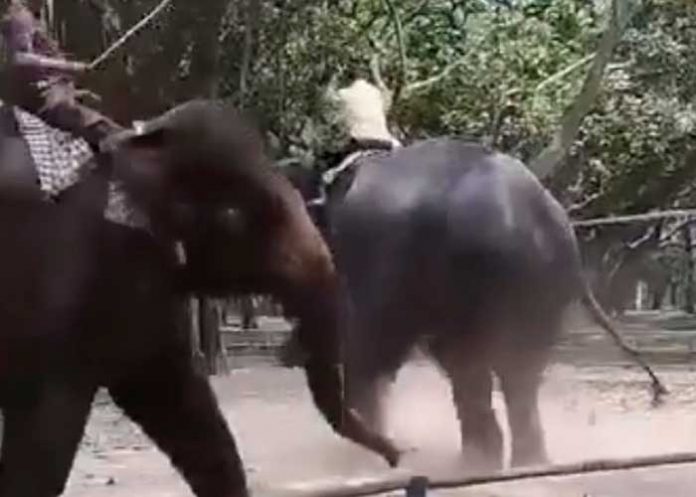 Trágico: Adolescente muere aplastado por elefante en Bangladesh (Video)