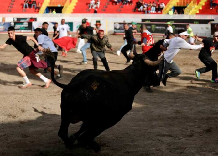 Terribles fracturas le provocó un toro en Costa Rica