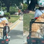 Perrito se roba el show paseando en moto