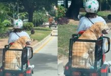 «Y no se las tira»: Perrito se roba el show paseando en moto (VIDEO) Perrito se roba el show paseando en moto