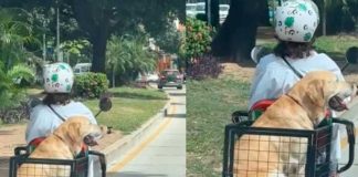 Perrito se roba el show paseando en moto