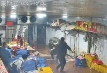 ¡No quería morir! Vaca escapa del matadero y ataca a empleados Vaca escapa del matadero y ataca a empleados
