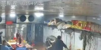 Vaca escapa del matadero y ataca a empleados